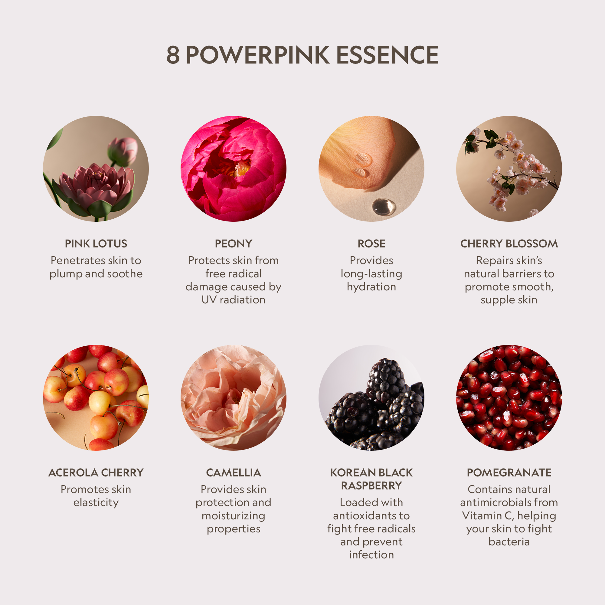 Pink Lotus Peptide Renewal Face Cream